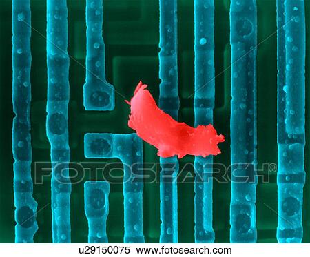 Coloured scanning electron micrograph (SEM) of Computer chip (microchip, microprocessor, integrated circuit) surface with dirt. Microchips are solid-state silicon semiconductor components that can process large amounts of data. They are the central... View Large Photo Image Stock Photography - Coloured scanning electron micrograph (SEM) of Computer chip (microchip, microprocessor, integrated circuit) surface with dirt. Microchips are solid-state silicon semiconductor components that can process large amounts of data. They are the central.... Fotosearch