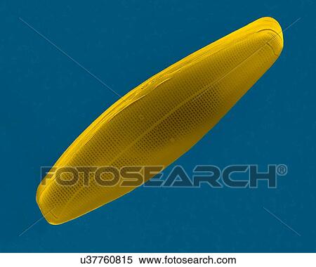 Coloured scanning electron micrograph (SEM) of salt water pennate diatom frustule (Navicula sp. ). The genus Navicula is a genus of boat-shaped, single cell, photosynthetic alga. It is a pennate diatom that has a silica skeleton (frustule). These... View Large Photo Image Stock Photography - Coloured scanning electron micrograph (SEM) of salt water pennate diatom frustule (Navicula sp. ). The genus Navicula is a genus of boat-shaped, single cell, photosynthetic alga. It is a pennate diatom that has a silica skeleton (frustule). These.... Fotosearch