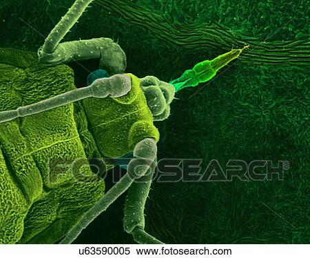 Stock Photography - Coloured scanning electron micrograph (SEM) of Pea aphid (Acyrthosiphon pisum) on a bean leaf with proboscis penetrating a vein. This insect transmits alfalfa mosaic virus (rhabdovirus) and pea enation mosaic (isometric) virus. Magnification: x26 when.... Fotosearch