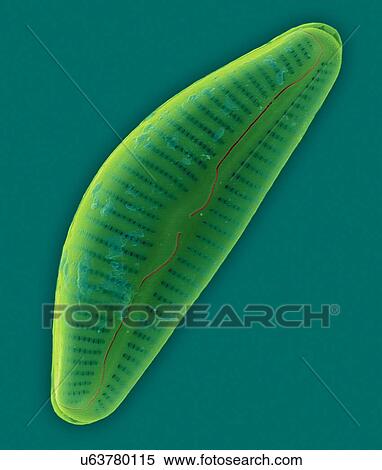 Stock Photography - Coloured scanning electron micrograph (SEM) of marine pennate diatom frustule (Cymbella sp. ). The genus Cymbella is an asymmetrical biraphid, pennate diatom. This genus occurs in both fresh water and salt water and is a periphytic diatom. The body or.... Fotosearch