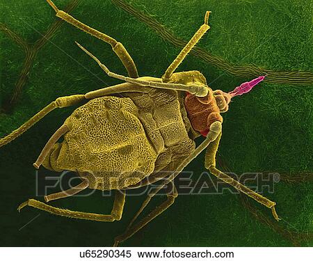 Stock Photography - Coloured scanning electron micrograph (SEM) of Pea aphid (Acyrthosiphon pisum) on a bean leaf with proboscis penetrating a vein. This insect transmits alfalfa mosaic virus (rhabdovirus) and pea enation mosaic (isometric) virus. Magnification: x13 when.... Fotosearch