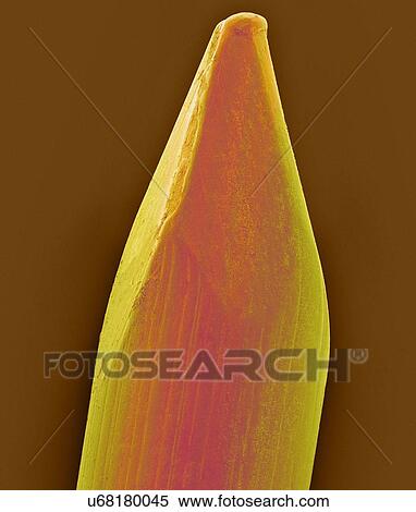 Stock Photography - Coloured scanning electron micrograph (SEM) of Tip of a finish nail. A nail is a pin-shaped, sharp object of hard metal (typically steel) used as a fastener. Nails for specialized purposes may also be made of stainless steel, brass or aluminium. Nails.... Fotosearch