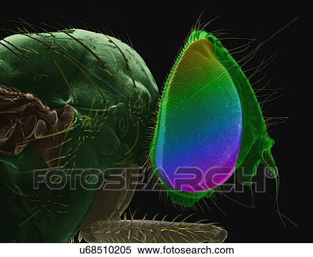 Stock Photography - Coloured scanning electron micrograph (SEM) of House fly (Musca domestica). The house fly, Musca domestica, is a well-known cosmopolitan pest of both homes and farms This species is always found in association with humans or the activities of humans..... Fotosearch