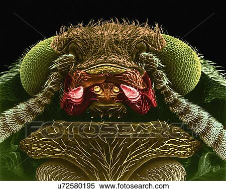 Coloured scanning electron micrograph (SEM) of the head and thorax of a black carpet beetle (Attagenus megatoma). The larvae of the carpet beetle are often referred to as woolly bears or buffalo moths. Dermestids have a variety of habits and most are... View Large Photo Image Stock Photography - Coloured scanning electron micrograph (SEM) of the head and thorax of a black carpet beetle (Attagenus megatoma). The larvae of the carpet beetle are often referred to as woolly bears or buffalo moths. Dermestids have a variety of habits and most are.... Fotosearch