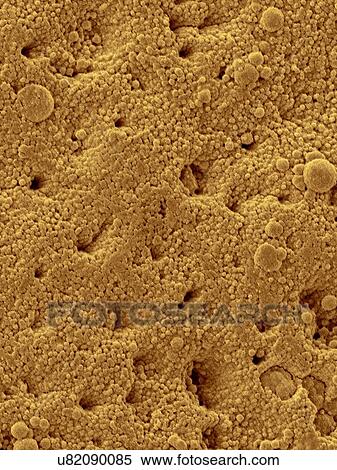 Stock Photography - Coloured scanning electron micrograph (SEM) Chicken eggshell surface (Gallus gallus domesticus). Shown here are the surface mineral crystals that form many tiny pores in the bird eggshell. Eggshells are the outer covering of hard-shelled eggs and of.... Fotosearch