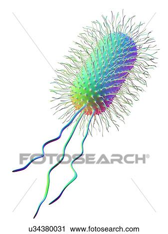 Stock Image - Computer artwork of the structure of an Escherichia coli bacterium. Shown are the pili and capsule. E. coli bacteria are a normal part of the intestinal flora in humans and other animals, where they aid digestion. However, some strains, for instance.... Fotosearch