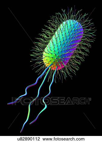 Stock Image - Computer artwork of the structure of an Escherichia coli bacterium. Shown are the pili and capsule. E. coli bacteria are a normal part of the intestinal flora in humans and other animals, where they aid digestion. However, some strains, for instance.... Fotosearch