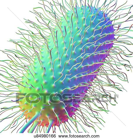 Computer artwork of the structure of an Escherichia coli bacterium. Shown are the pili and capsule. E. coli bacteria are a normal part of the intestinal flora in humans and other animals, where they aid digestion. However, some strains, for instance... View Large Photo Image Stock Photograph - Computer artwork of the structure of an Escherichia coli bacterium. Shown are the pili and capsule. E. coli bacteria are a normal part of the intestinal flora in humans and other animals, where they aid digestion. However, some strains, for instance.... Fotosearch