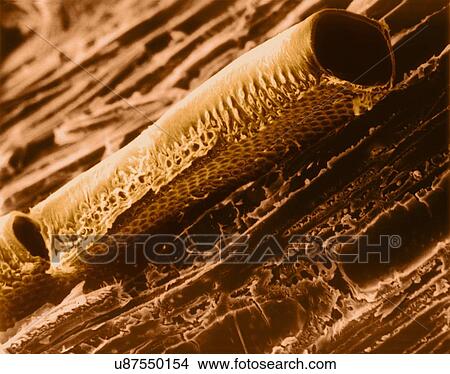 Picture - Conductive vessel element in mountain mahogany wood (Cercocarpus sp), coloured scanning electron micrograph (SEM). Note the bordered pits in the cellulose wall. A conductive vessel element is an elongated, water-conducting cell in the xylem, one of.... Fotosearch