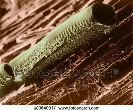 Stock Photo - Conductive vessel element in mountain mahogany wood (Cercocarpus sp), coloured scanning electron micrograph (SEM). Note the bordered pits in the cellulose wall. A conductive vessel element is an elongated, water-conducting cell in the xylem, one of.... Fotosearch