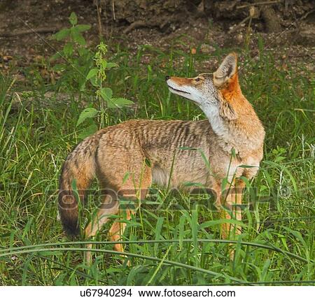Picture - Coyote. Fotosearch