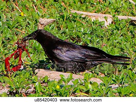 Stock Image - Crow. Fotosearch