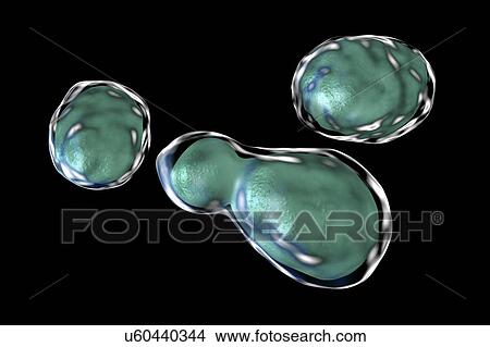 Cryptococcus neoformans fungus, computer illustration. C. neoformans is a yeast-like fungus that reproduces by budding. An acidic mucopolysaccharide capsule completely encloses the fungus. It can cause the disease cryptococcosis, especially in immune... View Large Photo Image Picture - Cryptococcus neoformans fungus, computer illustration. C. neoformans is a yeast-like fungus that reproduces by budding. An acidic mucopolysaccharide capsule completely encloses the fungus. It can cause the disease cryptococcosis, especially in immune.... Fotosearch