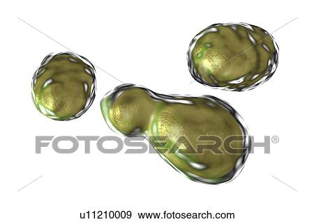 Stock Photo - Cryptococcus neoformans fungus, computer illustration. C. neoformans is a yeast-like fungus that reproduces by budding. An acidic mucopolysaccharide capsule completely encloses the fungus. It can cause the disease cryptococcosis, especially in immune.... Fotosearch