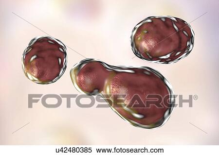 Stock Photography - Cryptococcus neoformans fungus, computer illustration. C. neoformans is a yeast-like fungus that reproduces by budding. An acidic mucopolysaccharide capsule completely encloses the fungus. It can cause the disease cryptococcosis, especially in immune.... Fotosearch