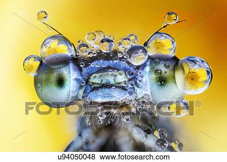 Stock Photo - Damselfly with des drops on its eyes.. Fotosearch