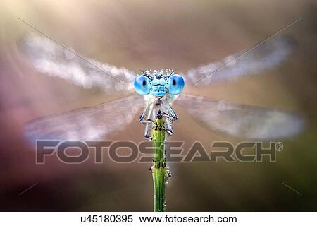Damselfly with its wings spread out. View Large Photo Image Stock Photography - Damselfly with its wings spread out.. Fotosearch