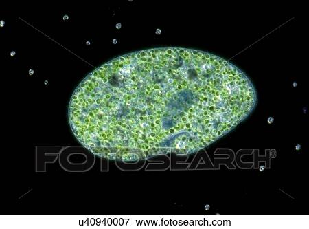 Darkfield light micrograph of Paramecium bursaria, a ciliate protozoan, that contains endosymbiotic green algae (Chlorella sp. ). Paramecium are found mainly in stagnant ponds, feeding on bacteria and plant particles. They have a permanent mouth called... View Large Photo Image Stock Photo - Darkfield light micrograph of Paramecium bursaria, a ciliate protozoan, that contains endosymbiotic green algae (Chlorella sp. ). Paramecium are found mainly in stagnant ponds, feeding on bacteria and plant particles. They have a permanent mouth called.... Fotosearch