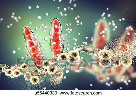 Stock Photo - Destruction of athlete's foot fungus Trichophyton mentagrophytes by nanoparticles, computer illustration. Conceptual image for Athlete's foot treatment and prevention showing antifungal application of nanoparticles. T. mentagrophytes is the cause of.... Fotosearch