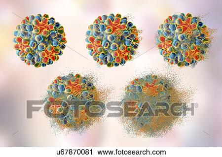 Destruction of hepatitis B virus, computer illustration. Conceptual image for hepatitis B treatment and prevention showing steps of destruction. View Large Photo Image Stock Image - Destruction of hepatitis B virus, computer illustration. Conceptual image for hepatitis B treatment and prevention showing steps of destruction.. Fotosearch