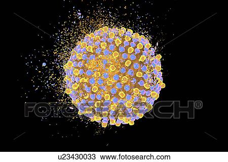 Stock Image - Destruction of hepatitis C virus, computer illustration. Conceptual image for hepatitis C treatment and prevention.. Fotosearch