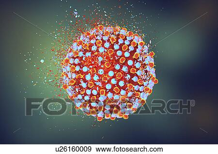 Destruction of hepatitis C virus, computer illustration. Conceptual image for hepatitis C treatment and prevention. View Large Photo Image Stock Photo - Destruction of hepatitis C virus, computer illustration. Conceptual image for hepatitis C treatment and prevention.. Fotosearch