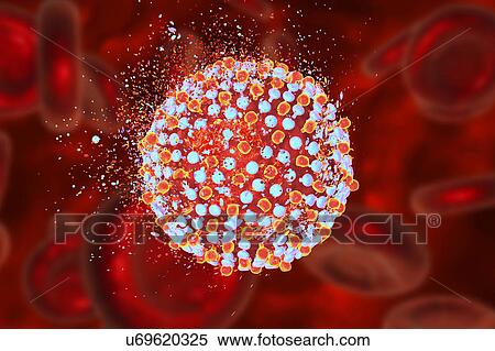 Destruction of hepatitis C virus, computer illustration. Conceptual image for hepatitis C treatment and prevention. View Large Photo Image Stock Photography - Destruction of hepatitis C virus, computer illustration. Conceptual image for hepatitis C treatment and prevention.. Fotosearch