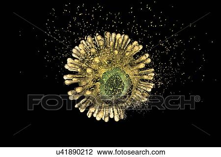 Stock Image - Destruction of Human Immunodeficiency Virus (HIV), computer illustration. Conceptual image for HIV-infection and AIDS treatment and prevention.. Fotosearch