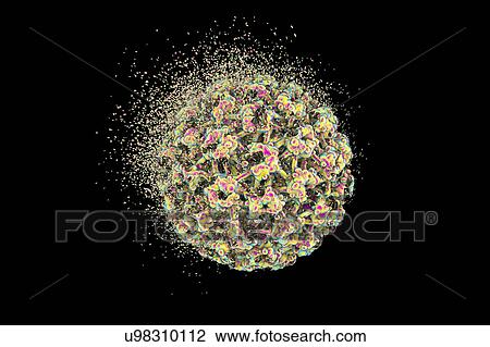 Destruction of human papilloma virus (HPV), computer illustration. Conceptual image for papilloma virus treatment and prevention. HPV causes warts, which mostly occur on the hands and feet. Certain strains also infect the genitals. Although most warts... View Large Photo Image Stock Image - Destruction of human papilloma virus (HPV), computer illustration. Conceptual image for papilloma virus treatment and prevention. HPV causes warts, which mostly occur on the hands and feet. Certain strains also infect the genitals. Although most warts.... Fotosearch