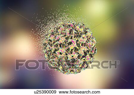 Stock Photo - Destruction of human papilloma virus (HPV), computer illustration. Conceptual image for papilloma virus treatment and prevention. HPV causes warts, which mostly occur on the hands and feet. Certain strains also infect the genitals. Although most warts.... Fotosearch