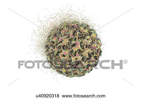 Destruction of human papilloma virus (HPV), computer illustration. Conceptual image for papilloma virus treatment and prevention. HPV causes warts, which mostly occur on the hands and feet. Certain strains also infect the genitals. Although most warts... View Large Photo Image Stock Photo - Destruction of human papilloma virus (HPV), computer illustration. Conceptual image for papilloma virus treatment and prevention. HPV causes warts, which mostly occur on the hands and feet. Certain strains also infect the genitals. Although most warts.... Fotosearch