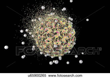 Stock Photography - Destruction of human papilloma virus (HPV), computer illustration. Conceptual image for papilloma virus treatment and prevention. HPV causes warts, which mostly occur on the hands and feet. Certain strains also infect the genitals. Although most warts.... Fotosearch