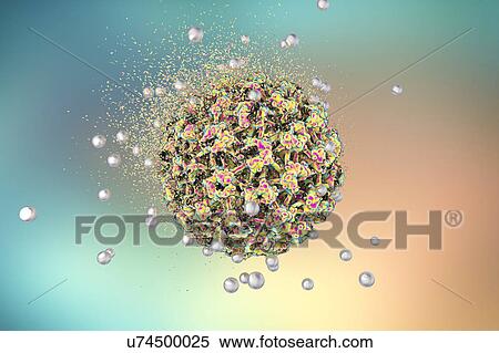 Destruction of human papilloma virus (HPV), computer illustration. Conceptual image for papilloma virus treatment and prevention. HPV causes warts, which mostly occur on the hands and feet. Certain strains also infect the genitals. Although most warts... View Large Photo Image Stock Photography - Destruction of human papilloma virus (HPV), computer illustration. Conceptual image for papilloma virus treatment and prevention. HPV causes warts, which mostly occur on the hands and feet. Certain strains also infect the genitals. Although most warts.... Fotosearch