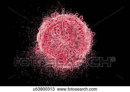Destruction of leukaemia blood cell, computer illustration. Conceptual image for leukaemia treatment. View Large Photo Image Stock Image - Destruction of leukaemia blood cell, computer illustration. Conceptual image for leukaemia treatment.. Fotosearch