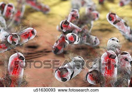 Stock Image - Destruction of tuberculosis bacteria Mycobacterium tuberculosis, computer illustration. Conceptual image for tuberculosis treatment and prevention.. Fotosearch