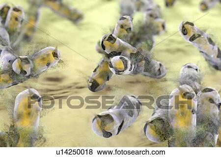 Stock Photo - Destruction of tuberculosis bacteria Mycobacterium tuberculosis, computer illustration. Conceptual image for tuberculosis treatment and prevention.. Fotosearch