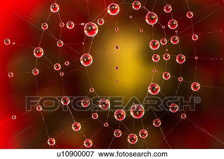 Stock Photo - Dew drops on a spiderweb with hibiscus flower reflected in water droplets.. Fotosearch