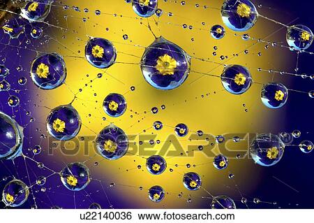 Stock Photograph - Dew drops on a spiderweb with primrose flower reflected in water droplets.. Fotosearch