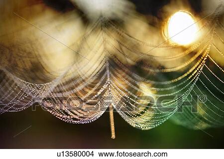 Dew drops on a spiderweb with sunrise in the background. View Large Photo Image Picture - Dew drops on a spiderweb with sunrise in the background.. Fotosearch