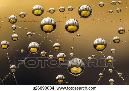 Picture - Dew drops on a spiderweb with yellow flower reflected in water droplets.. Fotosearch
