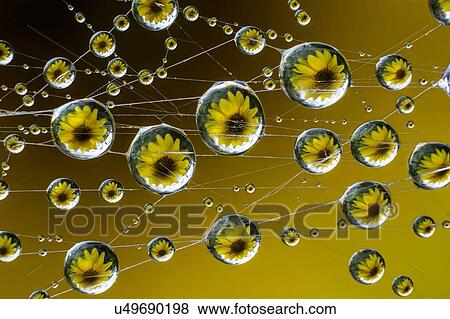 Stock Photo - Dew drops on a spiderweb with yellow flower reflected in water droplets.. Fotosearch
