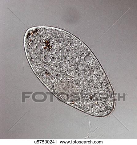 Stock Image - DIC light micrograph of Paramecium. (Paramecium multimicronuleatum), a ciliate protozoan, with oral groove, food vacuoles, nucleus (left edge) and cilia. Paramecium are found mainly in stagnant ponds, feeding on bacteria and plant particles. They have.... Fotosearch