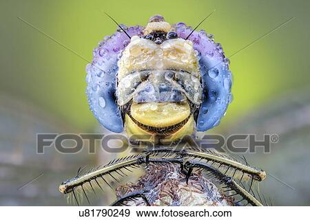 Stock Photo - Dragonfly resting on a plant with drops of dew on its eyes.. Fotosearch