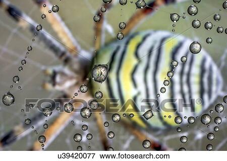 Stock Photo - Drops of dew on a spiderweb with an Argiope spider in the background.. Fotosearch
