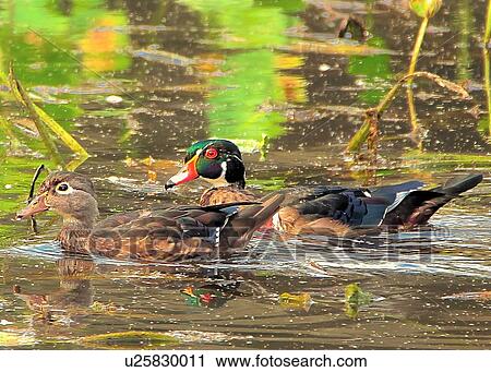 Stock Image - Ducks. Fotosearch