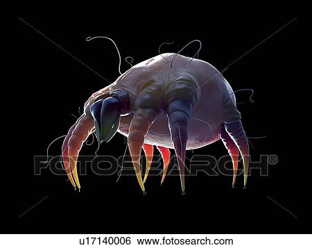 Stock Photograph - Dust mite against black background, illustration.. Fotosearch