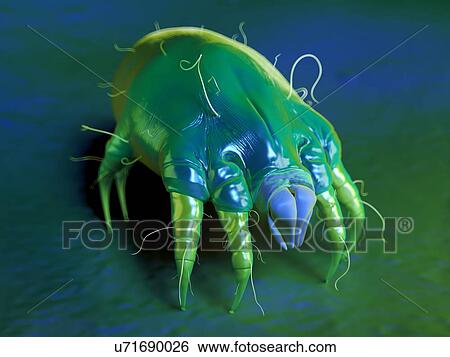 Dust mite, illustration. View Large Photo Image Stock Photograph - Dust mite, illustration.. Fotosearch