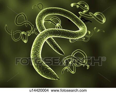 Ebola virus, illustration. View Large Photo Image Picture - Ebola virus, illustration.. Fotosearch