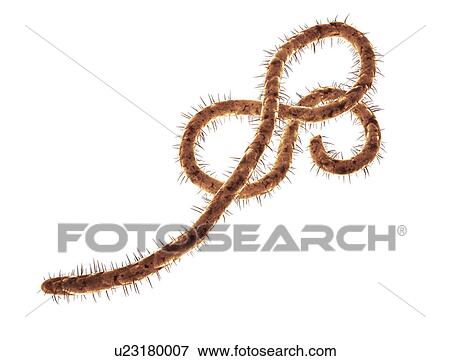 Stock Photo - Ebola virus, illustration.. Fotosearch