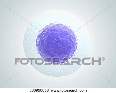 Egg cell against a white background, illustration. View Large Photo Image Stock Photograph - Egg cell against a white background, illustration.. Fotosearch